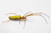 gewone strekspin (tetragnatha extensa) 6-2013 0996
